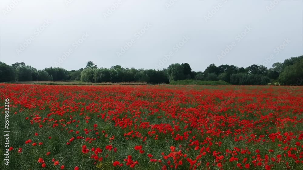 Drone pick-up in the air, Poppy, poppy field. Drone pick-up in the air, Poppy, poppy field.