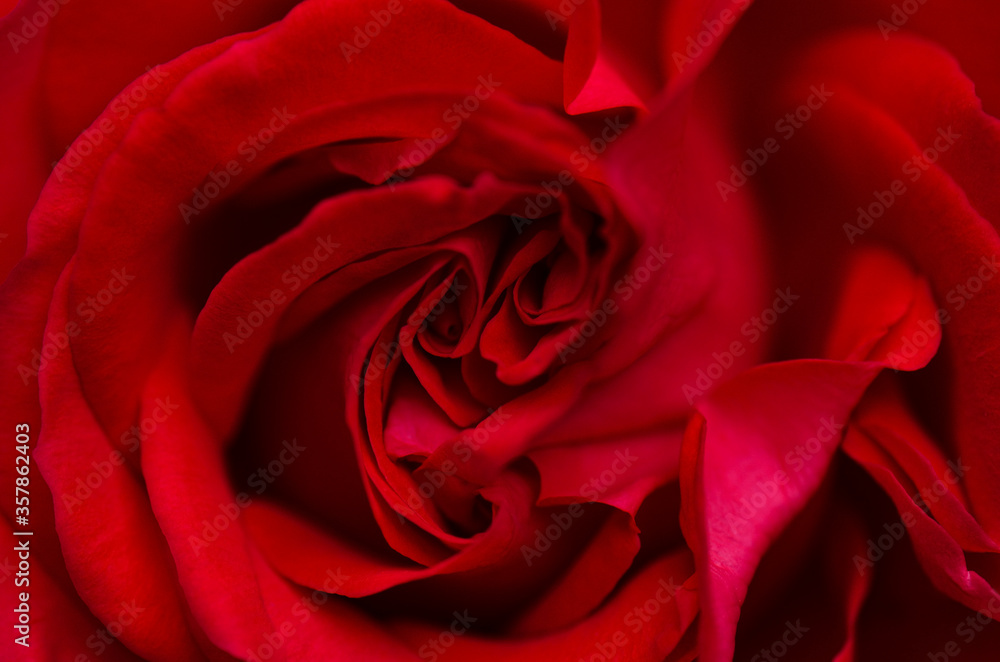 macro of a dark red rose macro of a dark red rose