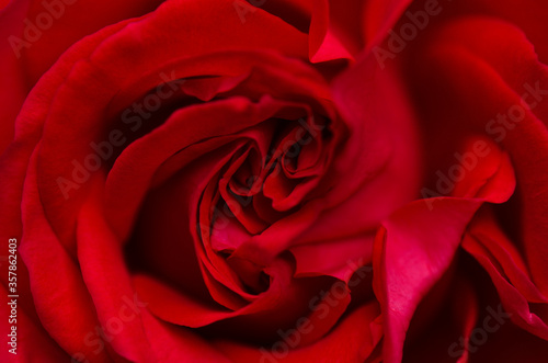 macro of a dark red rose
