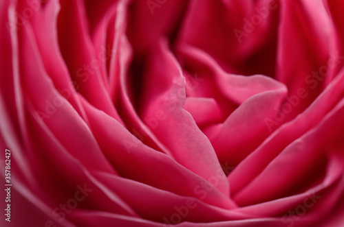bright mallin rose macro background