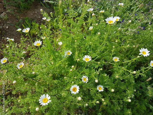 white daisy
