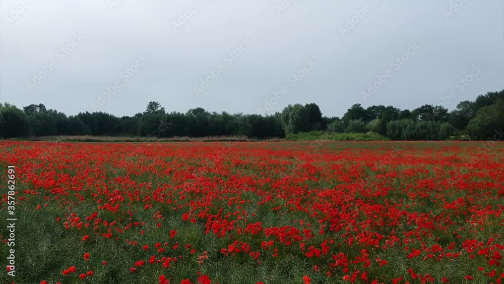 Drone pick-up in the air, Poppy, poppy field. Drone pick-up in the air, Poppy, poppy field.