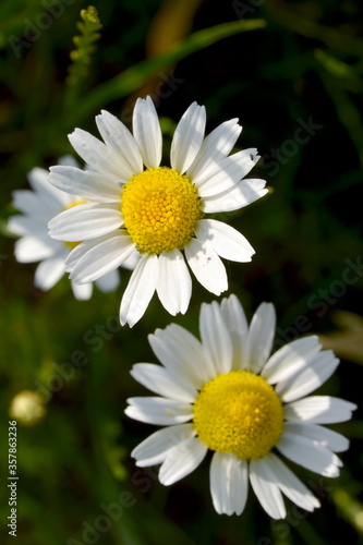 white oxeye daisy beautiful summer wildflower in the meadow on a sunny day in the garden closeup