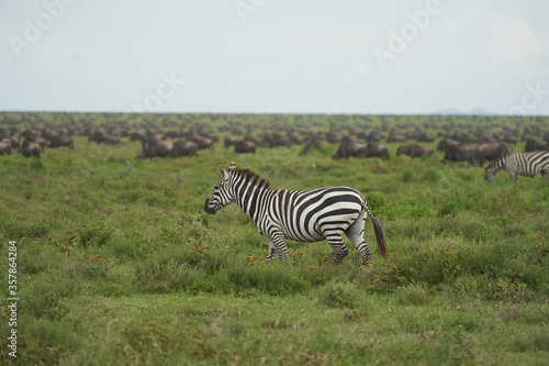 Great Migration Serengeti Gnu Wildebeest Zebra Connochaetes taurinus