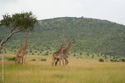 Giraffe Africa Giraffa Safari Big Five Africa © rocchas75