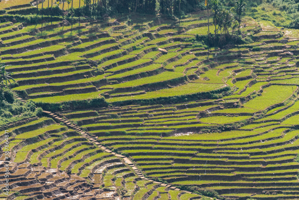 Fototapeta premium Terraced rice field - Sri Lanka