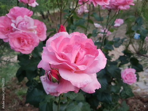 pink rose in the garden
