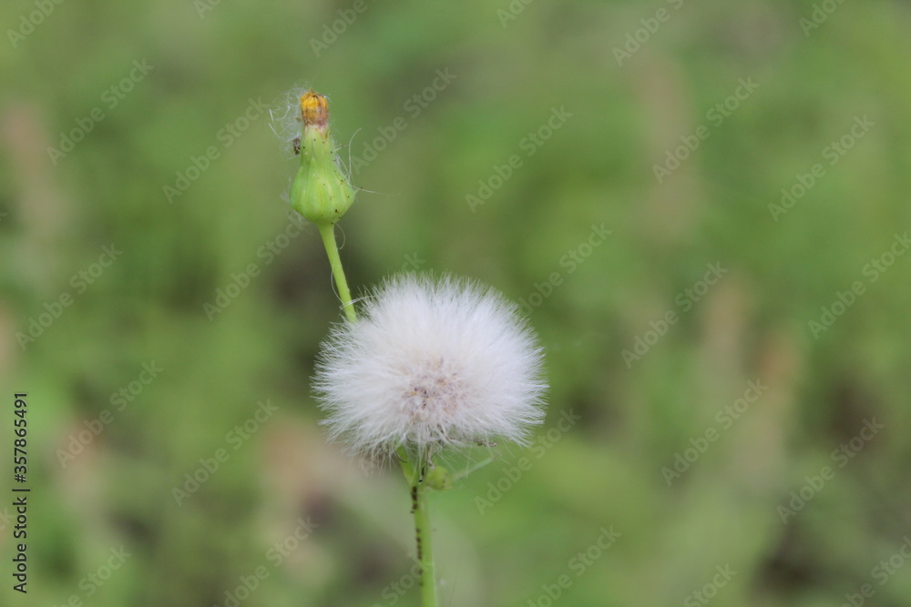 Fototapeta premium dandelion on green background