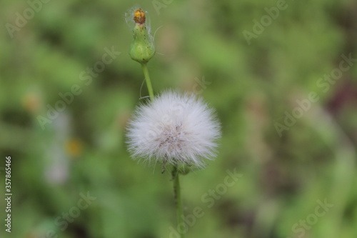 dandelion seed head