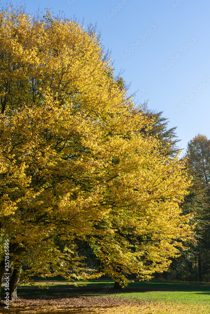 Fototapeta premium Goldenes Laub im Sonnenlicht