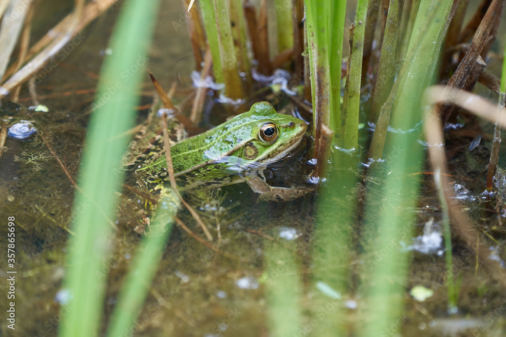 Water frog Pelophylax in green lake with beautiful reflection of eyes and Bladder Water frog Pelophylax in green lake with beautiful reflection of eyes and Bladder