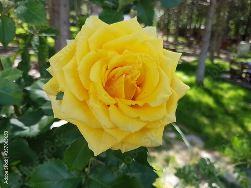yellow rose on green background