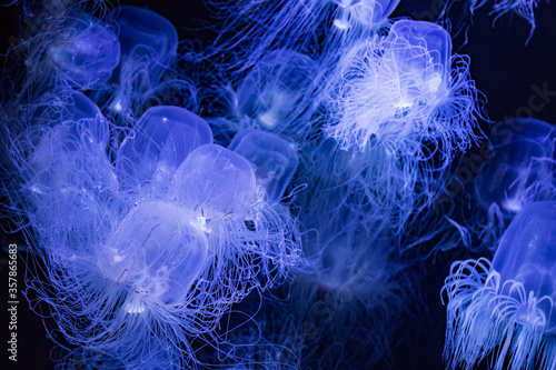 Blue jellyfish in the ocean