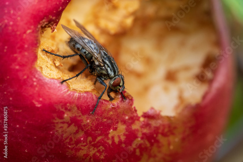 Fliege genießt Fruchtfleisch eines Apfels © UniqueLikeYou