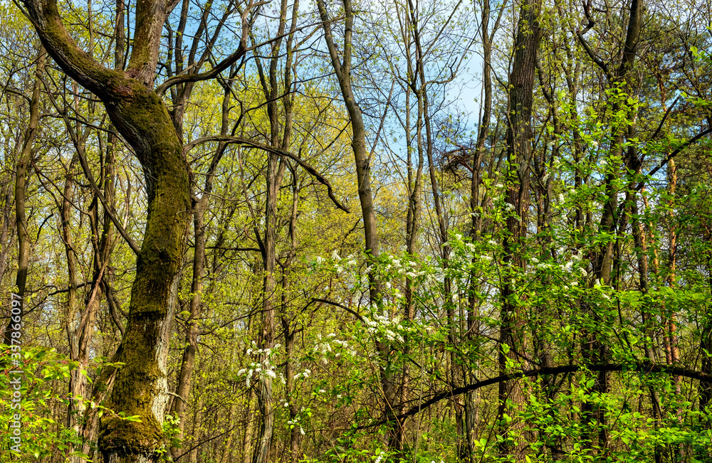 Panoramic view of european mixed forest thicket with spring vivid vegetation on sunny day near Izabelin town in central Mazovia region of Poland Panoramic view of european mixed forest thicket with spring vivid vegetation on sunny day near Izabelin town in central Mazovia region of Poland