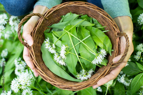 Cuadro en lienzo Close Up Of Woman Holding Basket Of Hand Picked Wild Garlic In Woodland