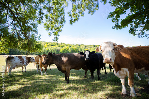 Cattle Grazing On Summer Pasture On UK Livestock Farm