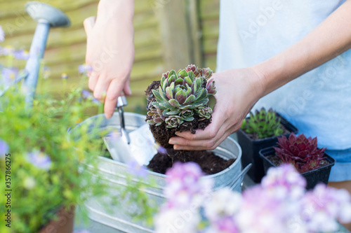Close Up Of Woman Gardening At Home Planting Succulent Plants In Metal Planter Outdoors