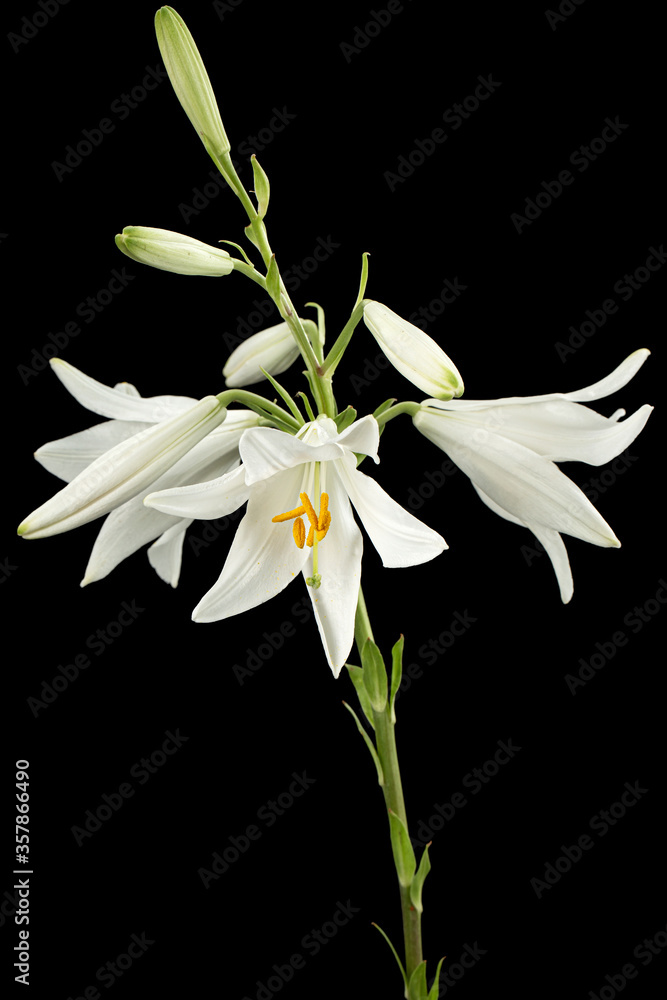 White flower of lily, isolated on black background White flower of lily, isolated on black background