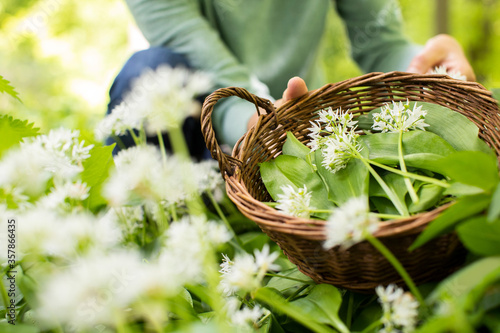 Close Up Of Woman Picking Wild Garlic In Woodland Putting Leaves In Basket photo