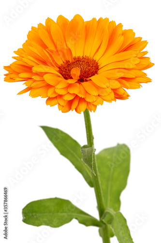 Orange flower of calendula  isolated on white background