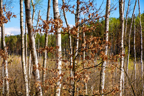 Fototapeta Naklejka Na Ścianę i Meble -  Panoramic view of european mixed forest thicket with spring vivid vegetation at Dlugie Bagno wetland plateau near Palmiry town in central Mazovia region of Poland