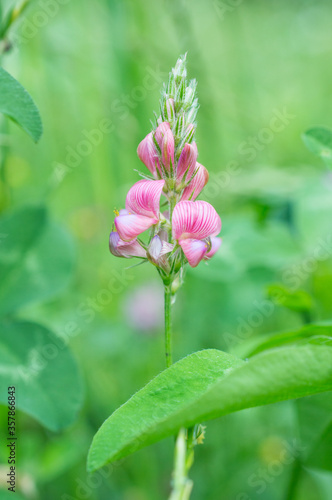 Flowers on meadow