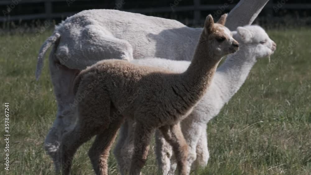 Brown Alpaca Baby Cria Animal Walking In English Grass Field Sunny Spring Day Slow Motion Brown Alpaca Baby Cria Animal Walking In English Grass Field Sunny Spring Day Slow Motion