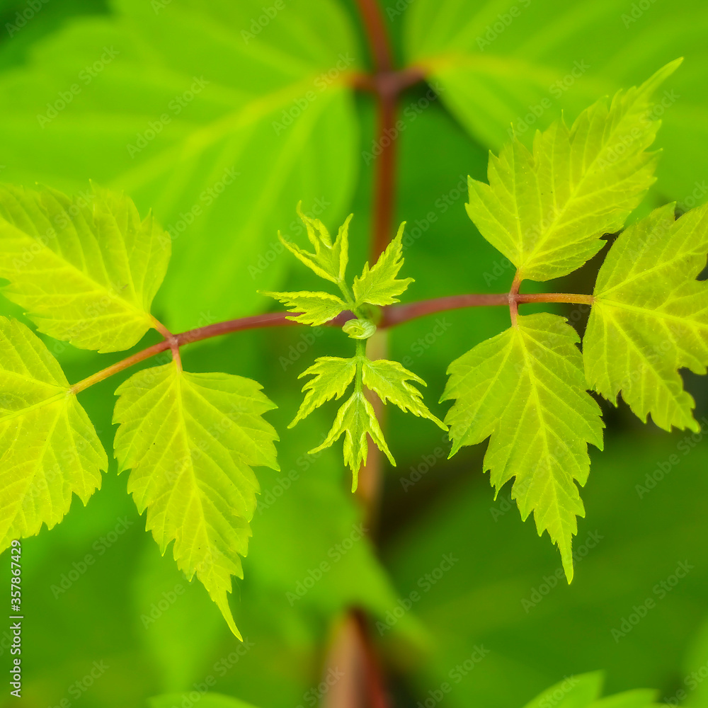 Square crop Natural fresh vibrant green leaves of a plant close up on a sunny day Square crop Natural fresh vibrant green leaves of a plant close up on a sunny day