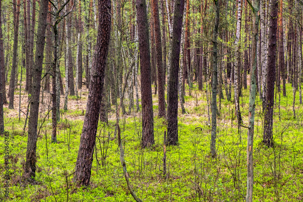 Panoramic view of european mixed forest thicket with spring vivid vegetation at Dlugie Bagno wetland plateau near Palmiry town in central Mazovia region of Poland Panoramic view of european mixed forest thicket with spring vivid vegetation at Dlugie Bagno wetland plateau near Palmiry town in central Mazovia region of Poland