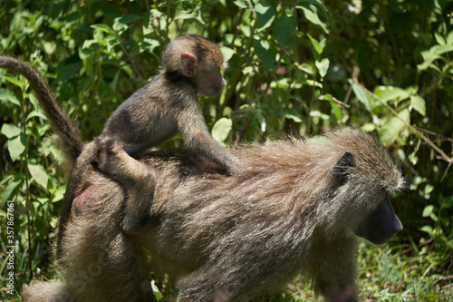 Olive baboon baby Papio anubis Anubis baboon Cercopithecidae Old world monkey photo