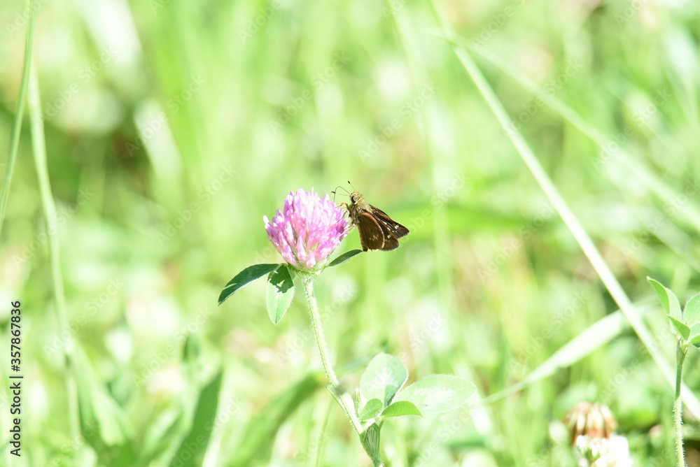 butterfly on a pink flower