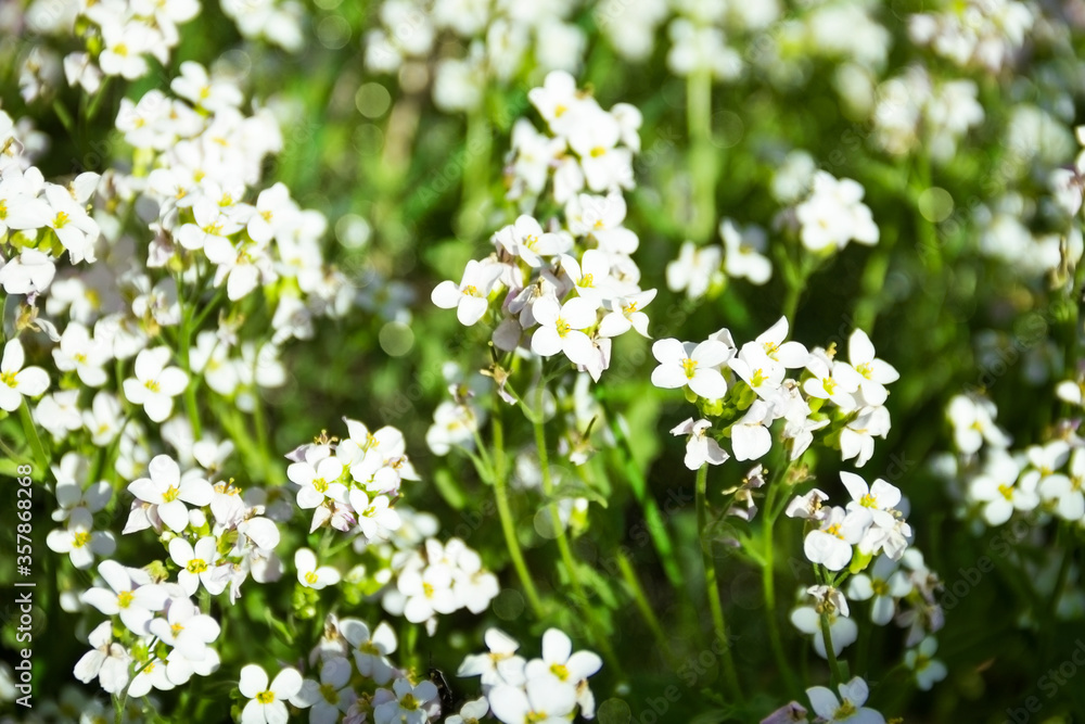Arabis procurrens on a bright sunny day. Small white flowers in dense greenery. Picturesque contrasting image with delicate bokeh. Arabis procurrens on a bright sunny day. Small white flowers in dense greenery. Picturesque contrasting image with delicate bokeh.