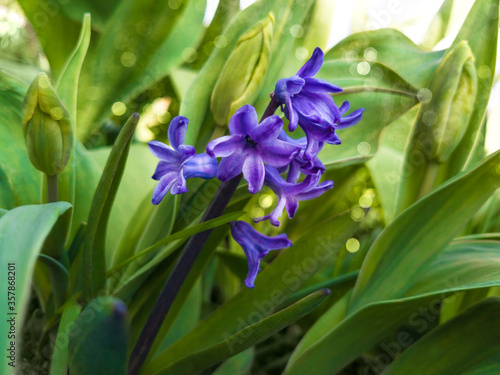 Beautiful purple hyacinth among its own leaves. Natural picturesque background. The flower is surrounded by sunny bokeh.