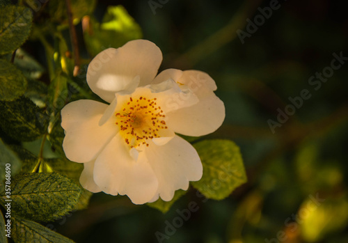 Flower of Rosa corymbifera on the bush for your design photo