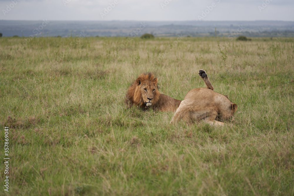 Lion and Lioness Kenya Safari Savanna Mating Lion and Lioness Kenya Safari Savanna Mating