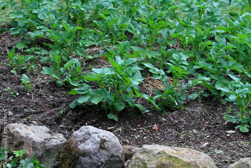 Young and healthy potato plants growing in the garden. Rustic edge of potato bed made from stones. Garden in the Highlands. Young and healthy potato plants growing in the garden. Rustic edge of potato bed made from stones. Garden in the Highlands.