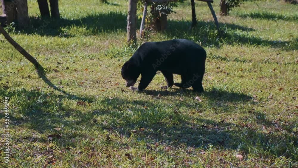 little bear is walking at forest, zoo park little bear is walking at forest, zoo park