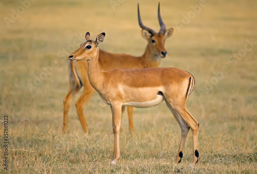 Impala pair in Serengeti Tanzania