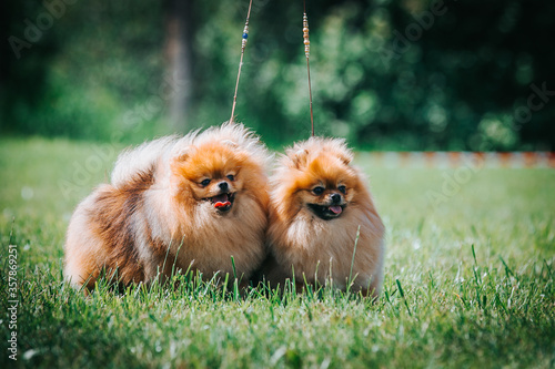 Two pomeranian dogs posing outside. Small pomeranian in dog show. © Evelina