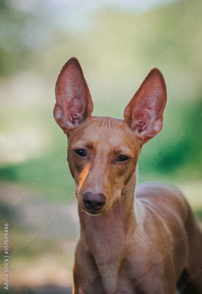 Portrait of a graceful Sicilian Greyhound dog. cirneco dell etna dog standing outdoors