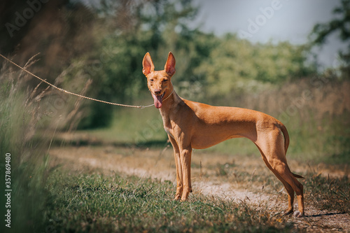 Portrait of a graceful Sicilian Greyhound dog. cirneco dell etna dog standing outdoors photo