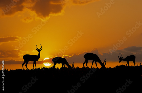 Africa-Impala silhouettes