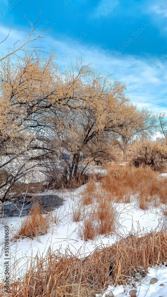 Vertical frame Brown grasses and trees with leafless branches on snow covered land in winter