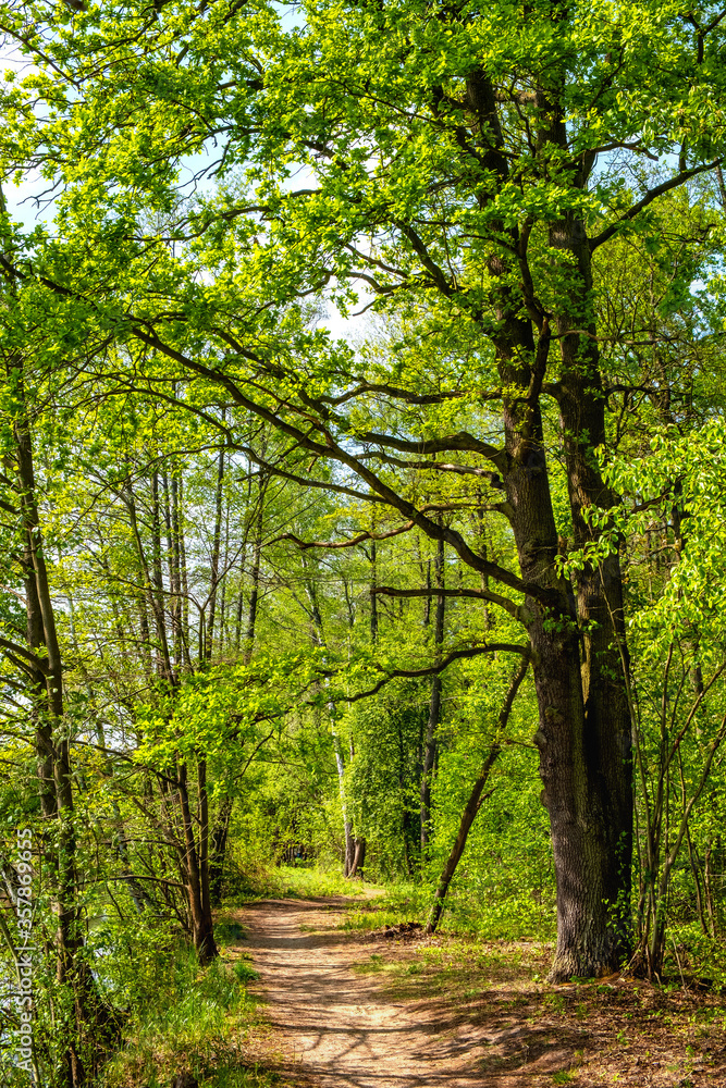 Spring landscape of mixed European forest thicket in Czarna River nature reserve near Piaseczno town in Mazovia region of Poland