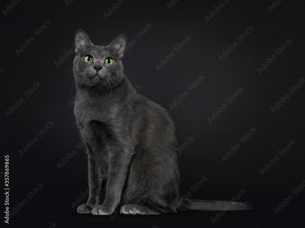 Handsome young adult Korat cat, sitting side ways with tail fierce in air. Looking at camera with mesmerising green eyes. Isolated on black background.