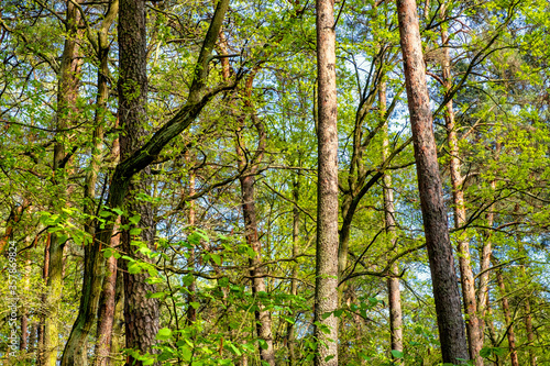 Spring landscape of mixed European forest thicket in Czarna River nature reserve near Piaseczno town in Mazovia region of Poland