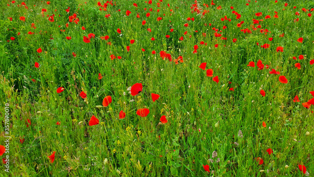 Red poppies among the green grass in the meadow.