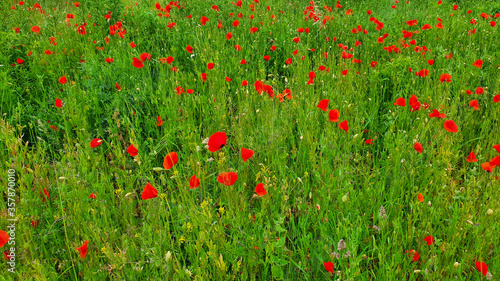 Red poppies among the green grass in the meadow.