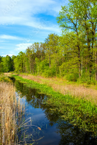 Spring landscape of Czarna River nature reserve and protection area with mixed European forest thicket and grassy wild shores near Piaseczno town in Mazovia region of Poland